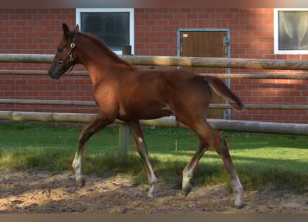 Hanovrien, Étalon, Poulain (06/2025), 170 cm, Alezan brûlé