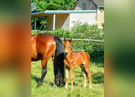 Hanovrien, Étalon, Poulain (06/2024), 170 cm, Bai