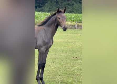 Hanovrien, Étalon, Poulain (04/2025), 170 cm, Gris