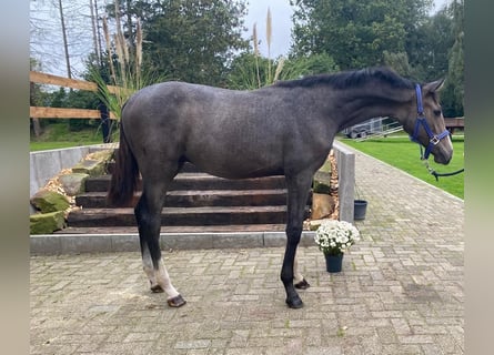 Hanovrien, Étalon, Poulain (07/2023), 170 cm, Gris