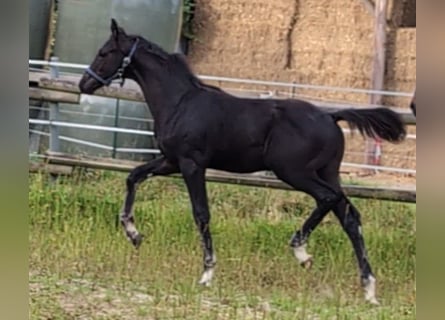 Hanovrien, Étalon, Poulain (05/2025), 170 cm, Noir