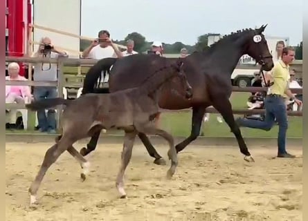 Hanovrien, Étalon, , 170 cm, Noir