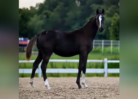 Hanovrien, Étalon, Poulain (03/2026), 170 cm, Noir