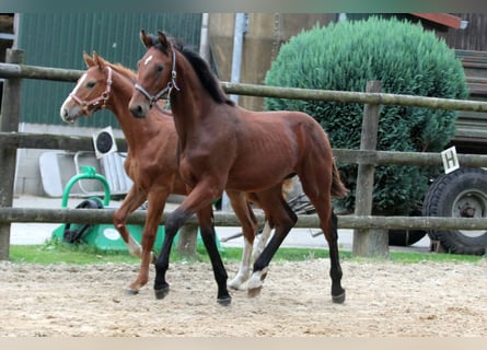 Hanovrien, Étalon, Poulain (02/2024), 172 cm, Bai