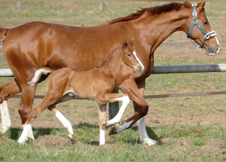 Hanovrien, Étalon, Poulain (03/2026), 173 cm, Alezan
