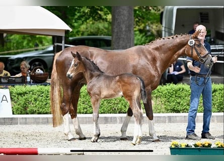 Hanovrien, Étalon, Poulain (04/2024), 175 cm, Bai