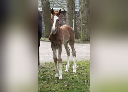 Hanovrien, Étalon, Poulain (02/2026), Alezan