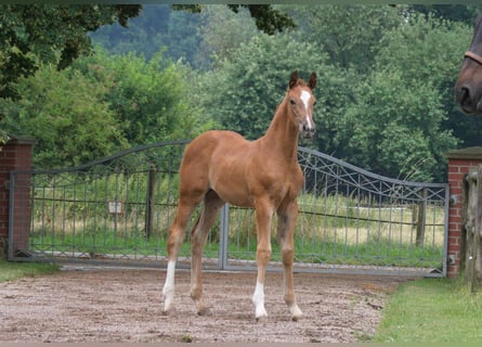 Hanovrien, Étalon, Poulain (05/2024), Alezan