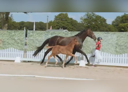 Hanovrien, Étalon, Poulain (05/2025), Alezan