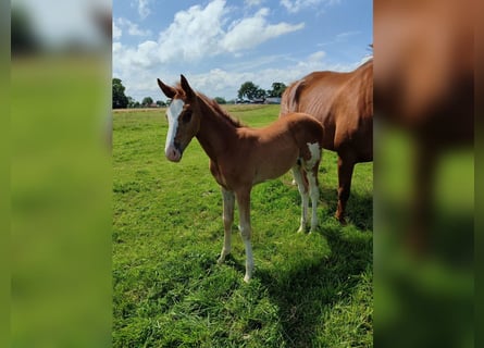 Hanovrien, Étalon, Poulain (05/2025), Alezan