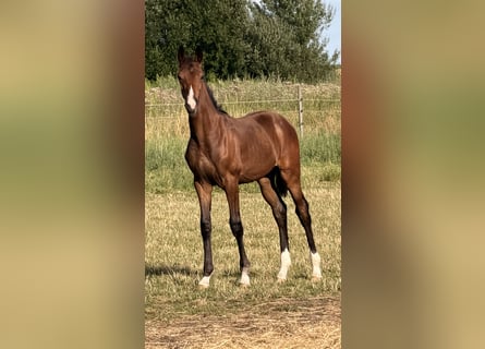 Hanovrien, Étalon, Poulain (02/2026), Bai brun