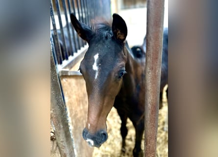Hanovrien, Étalon, Poulain (05/2025), Bai brun Hanovrien, Étalon, Poulain (05/2025), Bai brun