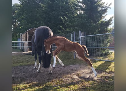 Hanovrien, Étalon, Poulain (07/2026), Bai brun