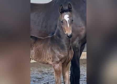 Hanovrien, Étalon, Poulain (03/2026), Bai brun foncé