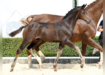 Hanovrien, Étalon, Poulain (05/2025), Bai