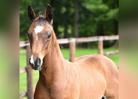 Hanovrien, Étalon, Poulain (05/2024), Bai