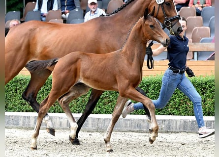 Hanovrien, Étalon, Poulain (05/2025), Bai
