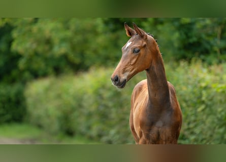 Hanovrien, Étalon, Poulain (02/2024), Bai