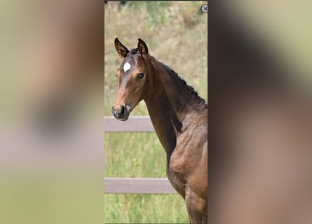 Hanovrien, Étalon, Poulain (04/2025), Bai