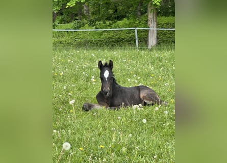 Hanovrien, Étalon, Poulain (05/2026), Bai