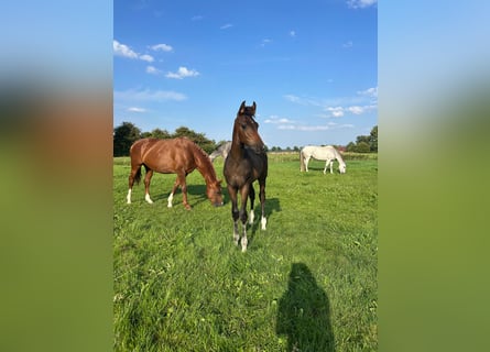 Hanovrien, Étalon, Poulain (04/2025), Bai