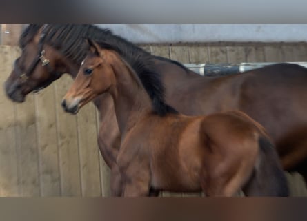 Hanovrien, Étalon, Poulain (01/2026)