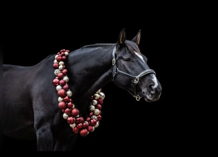 Hanovrien, Hongre, 10 Ans, 166 cm, Noir