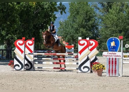 Hanovrien, Hongre, 10 Ans, 167 cm, Alezan