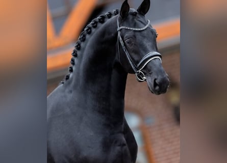 Hanovrien, Hongre, 10 Ans, 171 cm, Noir