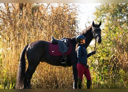 Hanovrien, Hongre, 10 Ans, 171 cm, Noir