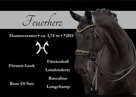 Hanovrien, Hongre, 10 Ans, 175 cm, Noir