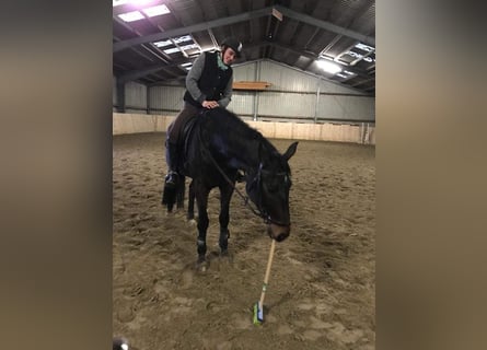 Hanovrien, Hongre, 10 Ans, 178 cm, Bai brun foncé