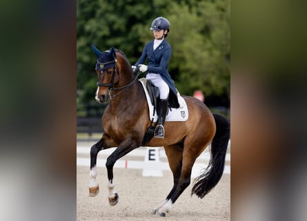 Hanovrien, Hongre, 10 Ans, Bai cerise