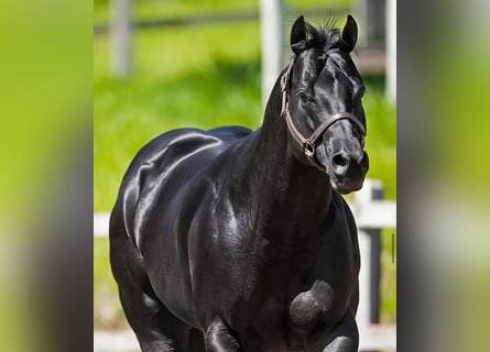 Hanovrien, Hongre, 10 Ans, Noir
