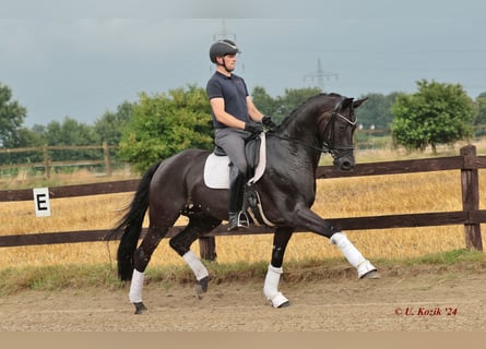 Hanovrien, Hongre, 11 Ans, 167 cm, Noir