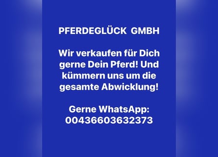 Hanovrien, Hongre, 11 Ans, 170 cm, Bai