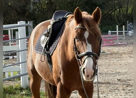 Hanovrien, Hongre, 12 Ans, 167 cm, Alezan