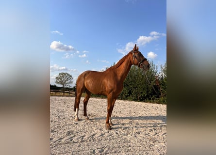 Hanovrien, Hongre, 12 Ans, 168 cm, Alezan brûlé