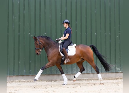 Hanovrien, Hongre, 12 Ans, 169 cm, Bai