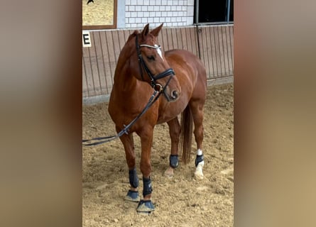 Hanovrien, Hongre, 12 Ans, 170 cm, Alezan