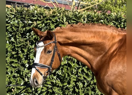 Hanovrien, Hongre, 12 Ans, 170 cm, Alezan