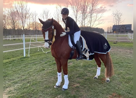 Hanovrien, Hongre, 12 Ans, 172 cm, Alezan