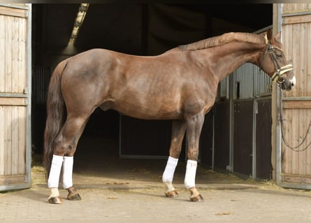 Hanovrien, Hongre, 12 Ans, 174 cm, Alezan brûlé