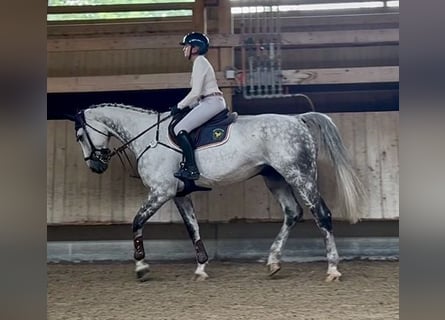 Hanovrien, Hongre, 12 Ans, 180 cm, Gris