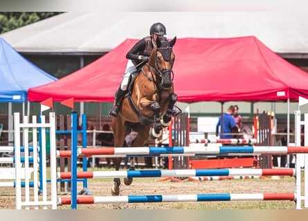 Hanovrien, Hongre, 13 Ans, 168 cm, Bai cerise