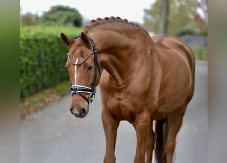 Hanovrien, Hongre, 13 Ans, 173 cm, Alezan