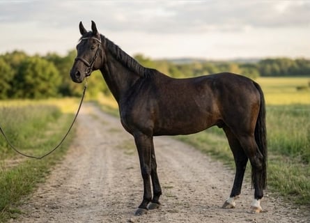 Hanovrien, Hongre, 13 Ans, 175 cm, Bai