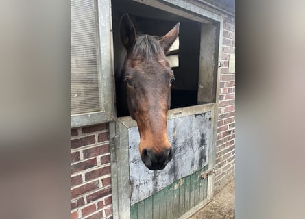 Hanovrien, Hongre, 14 Ans, 167 cm, Bai