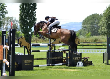 Hanovrien, Hongre, 14 Ans, 174 cm, Bai brun