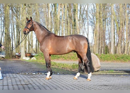 Hanovrien, Hongre, 14 Ans, 174 cm, Bai